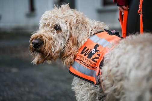 Ein Assistenzhund mit einem orangenen Geschirr.