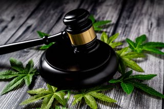 Ein Richterhammer auf mehreren kleinen Blättern einer Cannabis-Pflanze 